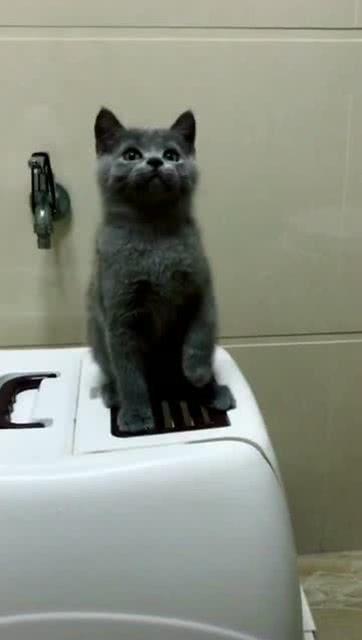 一起摇摆动态搞笑图片,笑翻你的动态搞笑瞬间